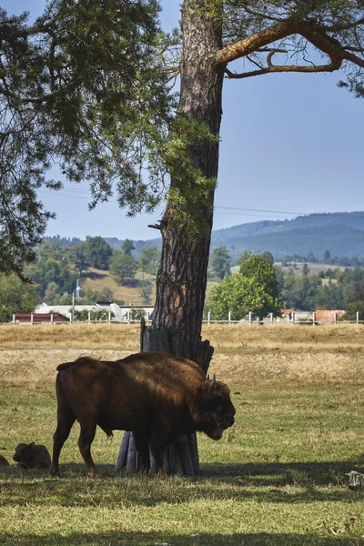 European bison bull and calf — Stock Photo, Image