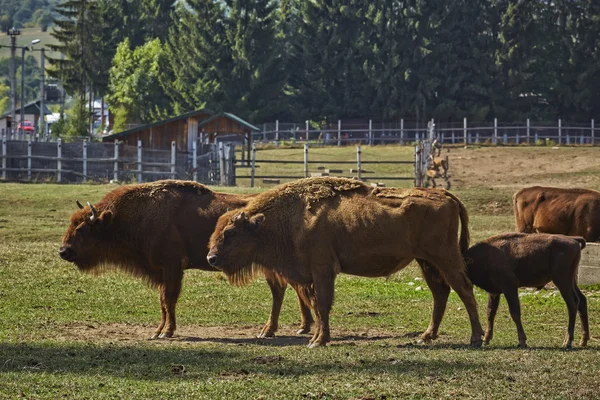 Ευρωπαϊκή bison θηλυκά και ένα μοσχάρι που θηλάζει — Φωτογραφία Αρχείου