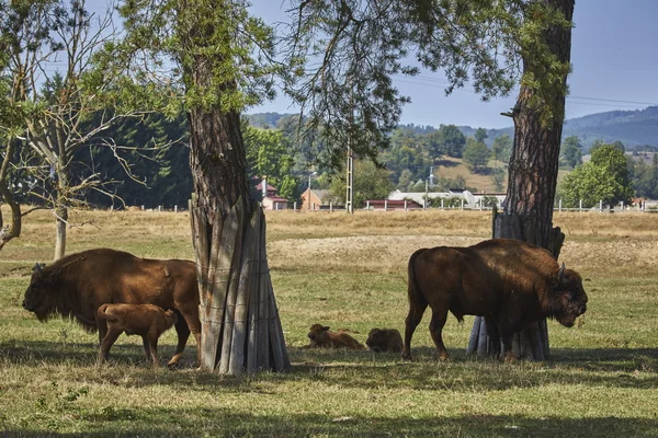 Famiglia europea di bisonti — Foto Stock