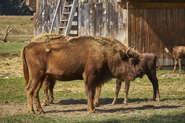 Bisonte europeu fêmea e seu bezerro — Fotografia de Stock