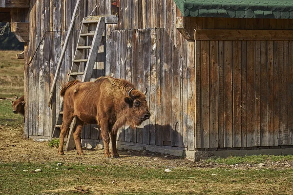 Bisonte europeo femmina e il suo vitello — Foto Stock