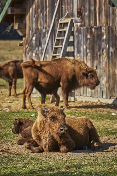 European bison females and calves — Stock Photo, Image