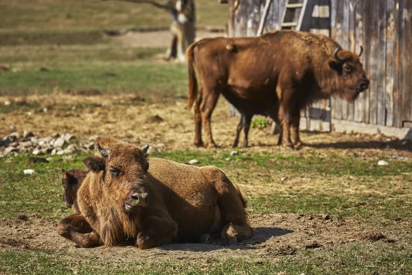 Avrupa bizonu dişiler ve yavrular — Stok fotoğraf