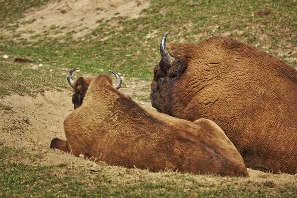 Rutting European bison pair — Stock Photo, Image