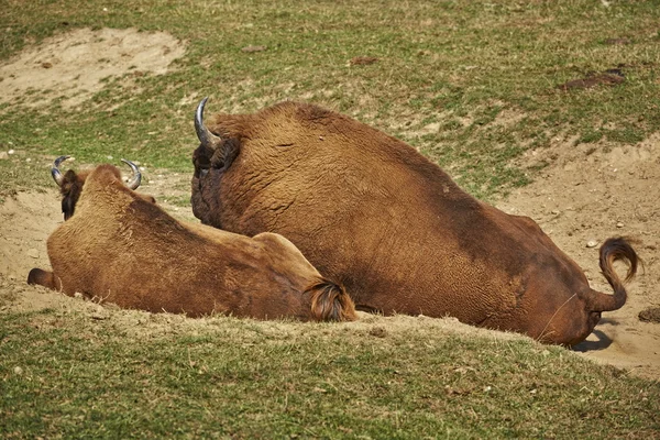 Rutting European bison pair — Stock Photo, Image