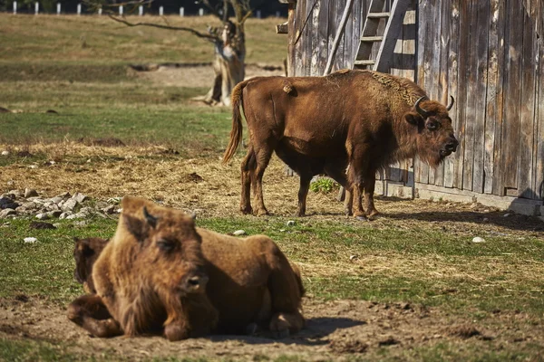 European bison females and calves — Stock Photo, Image