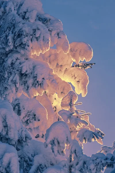 Neve e luz do pôr do sol — Fotografia de Stock