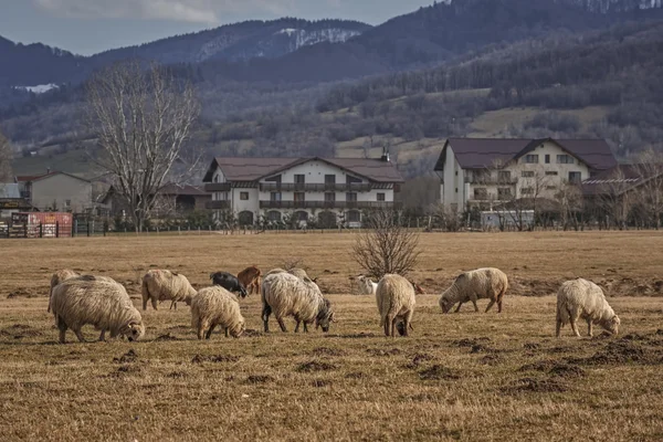 Grazende schapen kudde — Stockfoto