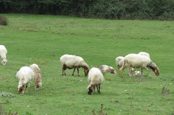 Sheep flock on the grass — Stock Photo, Image