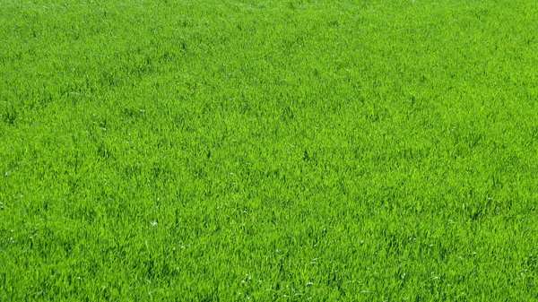 Zielona trawa łąka tło — Zdjęcie stockowe