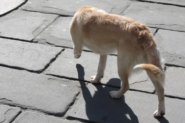 Primo Piano Cane Labrador Che Cammina Quadrato — Foto Stock