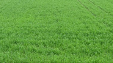 Yeşil çim çayır arka plan olarak yararlı