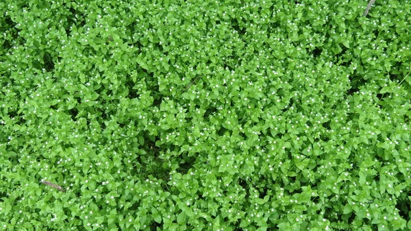 Groene Bladeren Plant Nuttig Als Achtergrond — Stockfoto