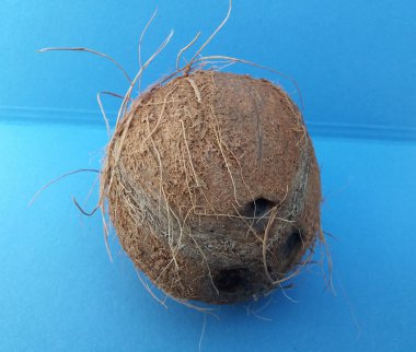 Hindistan cevizi (cocos nucifera) somun üzerine açık mavi renkli