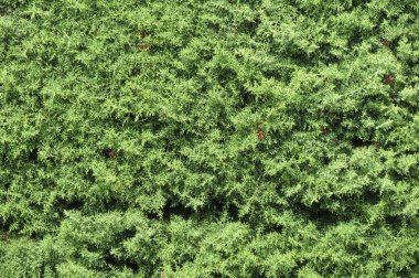 Servi (Cupressus yaprak) ağacının ayrıntı arka plan olarak yararlı