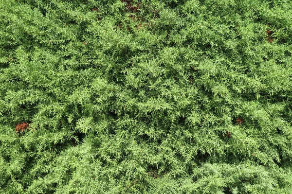 Cyprès Cupressus Sempervirens Détail Arbre Utile Comme Fond — Photo