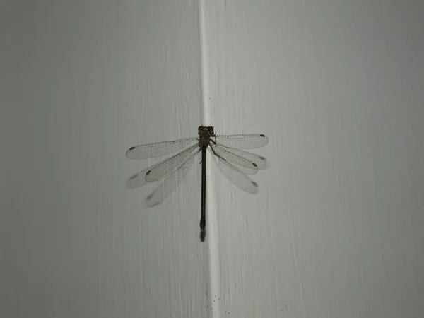 Libellula Libélula Descansando Esquina Una Pared —  Fotos de Stock