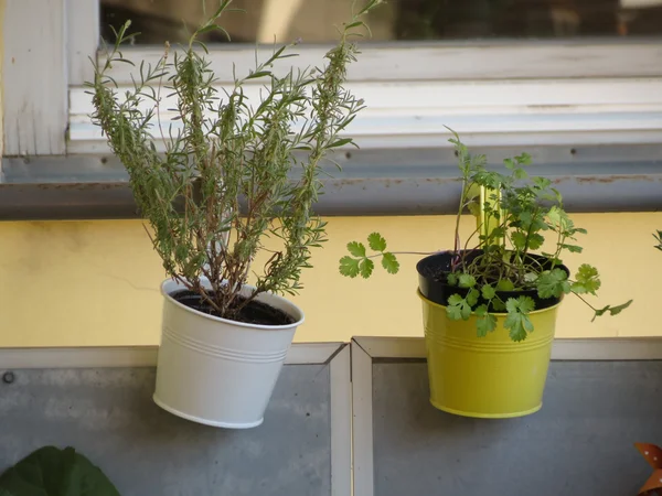 Balcón Con Diferentes Tipos Verduras Macetas — Foto de stock © route66