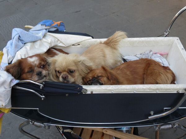 Domestic dogs aka Canis lupus familiaris mammal animals