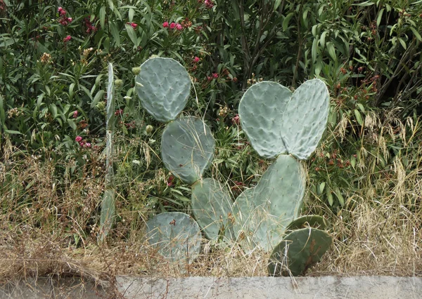Kaktus Angiospermer Halvgräsen Caryophyllales Cactaceae Växt — Stockfoto