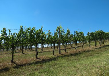 Grapevine Chianti bölgesinde kırmızı şarap üretimi için