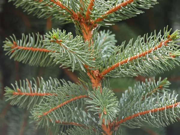 Pino Conífera Del Género Pinus Familia Pinaceae Árbol — Foto de Stock