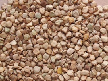 Çim bezelye (Lathyrus sativus) aka tatlım, karga bezelye, Hint bezelye, beyaz bezelye, cicerchia bezelye sebze vejetaryen yemek arka plan olarak yararlı