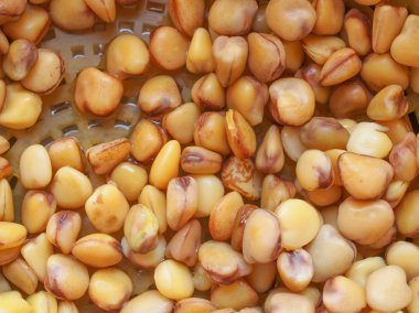 Çim bezelye (Lathyrus sativus) aka tatlım, karga bezelye, Hint bezelye, beyaz bezelye, cicerchia bezelye sebze vejetaryen yemek