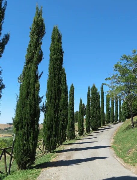 Κυπαρίσσι Cupressus Sempervirens Δέντρα Τοπίο Στην Τοσκάνη — Φωτογραφία Αρχείου