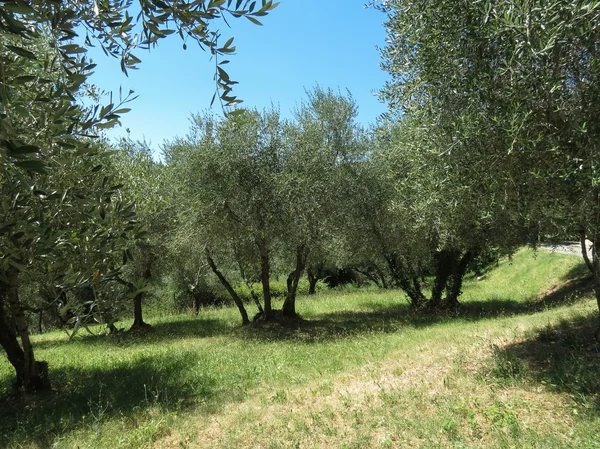Siena, Italy - Olive aka Olea Europaea trees in a plantation for producing olive oil