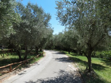 Siena, İtalya - zeytin aka Olea Europaea ağaçları, zeytin yağı üretimi için saç ekimi