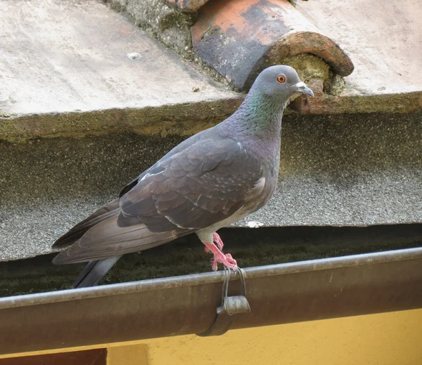 Haustaube Vogel Tier Auf Dachrinne — Stockfoto