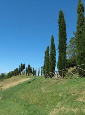 Servi (Cupressus yaprak) ağaçlar manzara Toskana