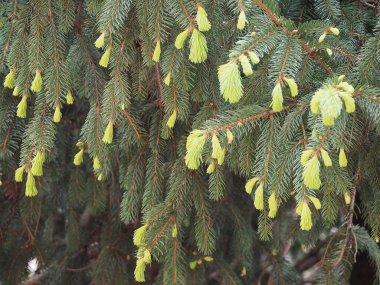 Çam ağacı ilkbaharda yeni bir büyüme sağlar.