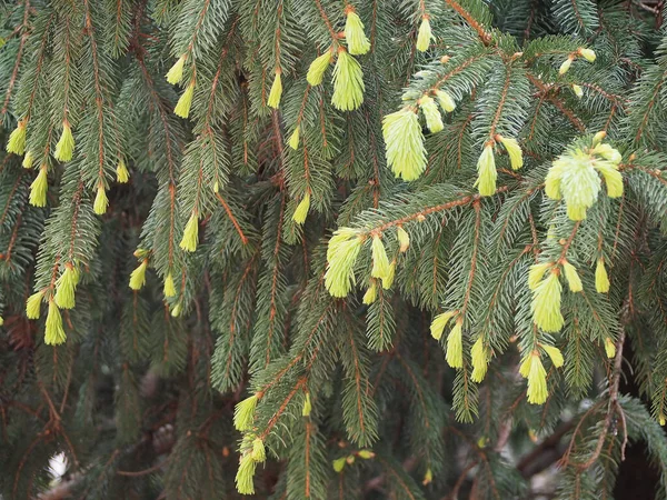 Pine Tree Needles New Growth Spring — Stock Photo, Image
