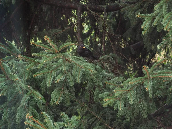 Melro Comum Nome Científico Turdus Merula Classe Animal Aves Aves — Fotografia de Stock