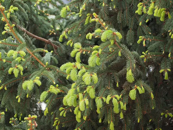 Agujas Pino Nuevo Crecimiento Primavera — Foto de Stock