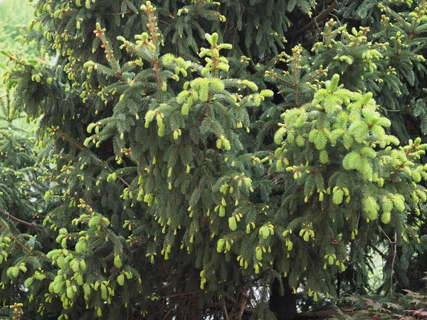 Agujas Pino Nuevo Crecimiento Primavera —  Fotos de Stock