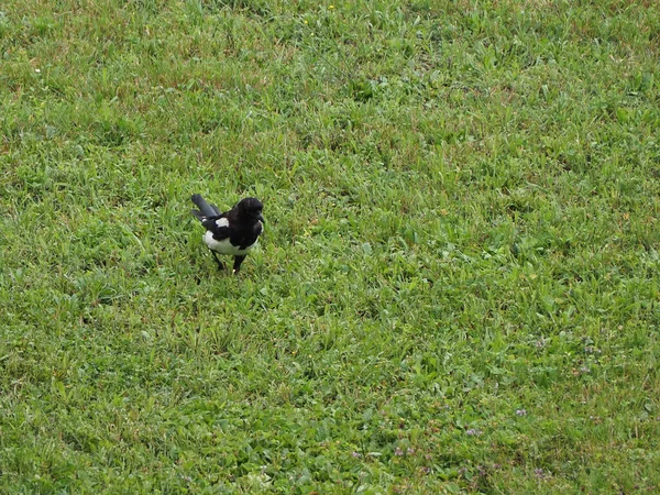 Eurasian Magpie Aka Common Magpie Nome Científico Pica Pica Classe — Fotografia de Stock