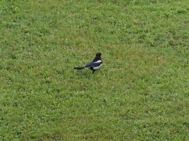 Avrasya Saksağanı namı diğer Hayvan sınıfı Aves 'in (kuşlar) bilimsel adı Pica Pica)