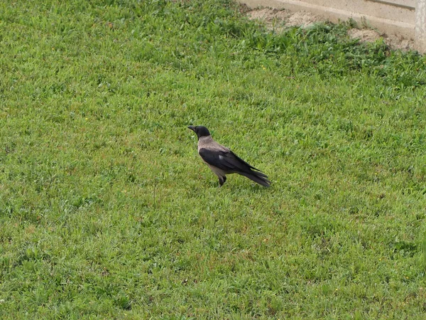 Cuervo Aka Cuervo Nombre Científico Corvus Clase Animal Aves Aves — Foto de Stock