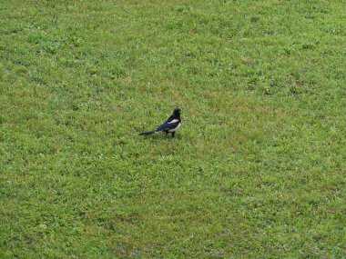 Avrasya Saksağanı namı diğer Hayvan sınıfı Aves 'in (kuşlar) bilimsel adı Pica Pica)