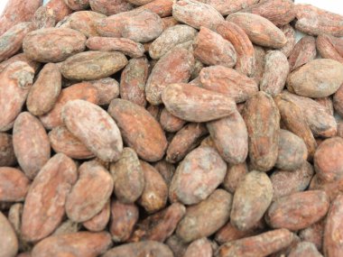 kakao çekirdeği arka plan