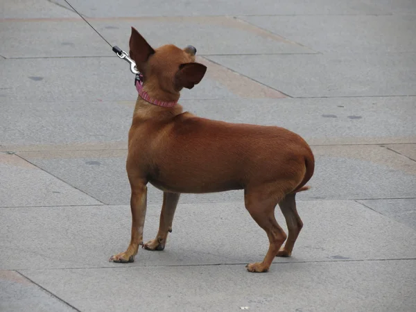 Cane Chihuahua Razza Pura Con Guinzaglio Contesto Urbano — Foto Stock
