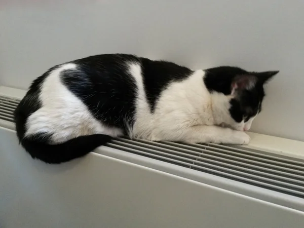 Zwart Witte Cyperse Kat Ontspannen Een Warme Radiator — Stockfoto