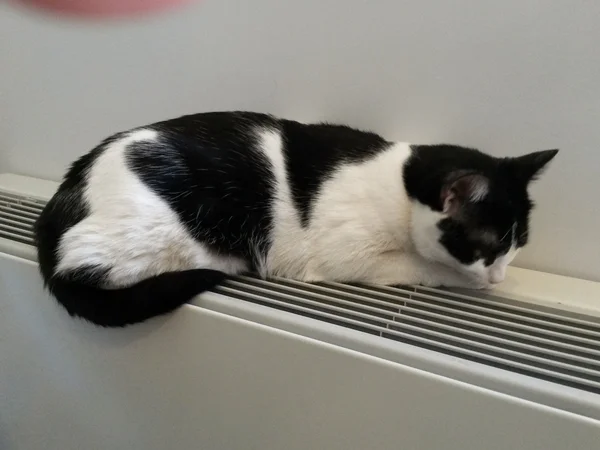 Zwart Witte Cyperse Kat Ontspannen Een Warme Radiator — Stockfoto