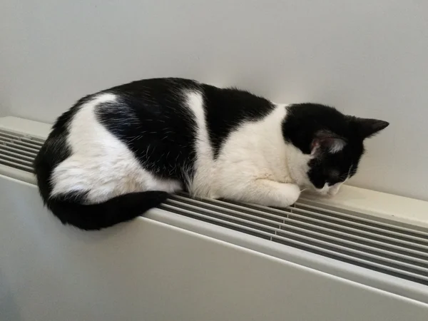 Siyah Beyaz Tekir Kedi Sıcak Bir Radyatör Üzerinde Rahatlatıcı — Stok fotoğraf