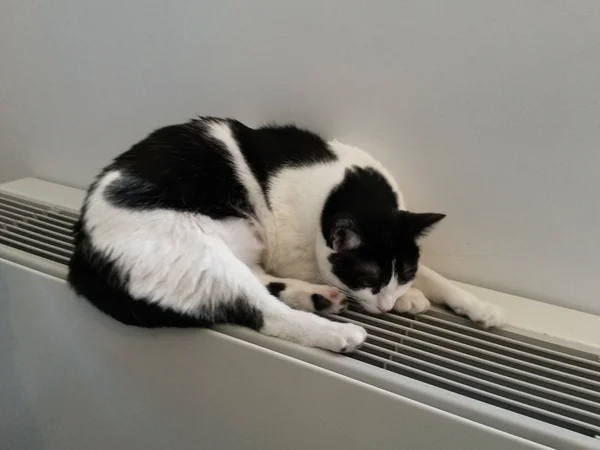 Zwart Witte Cyperse Kat Ontspannen Een Warme Radiator — Stockfoto