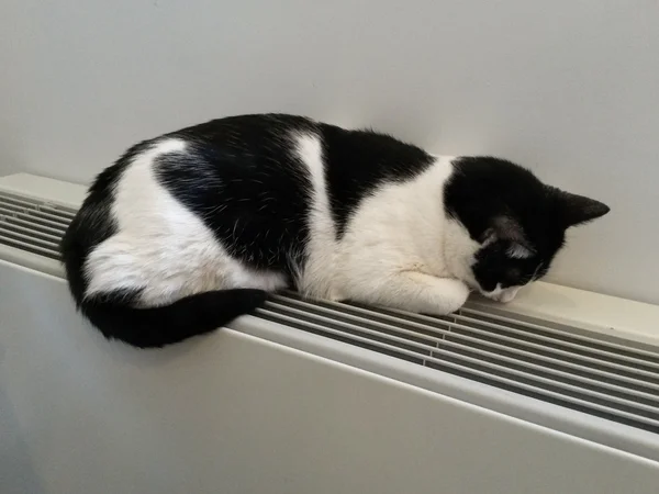 Schwarz Weiß Gestromte Katze Entspannt Auf Einem Warmen Heizkörper — Stockfoto