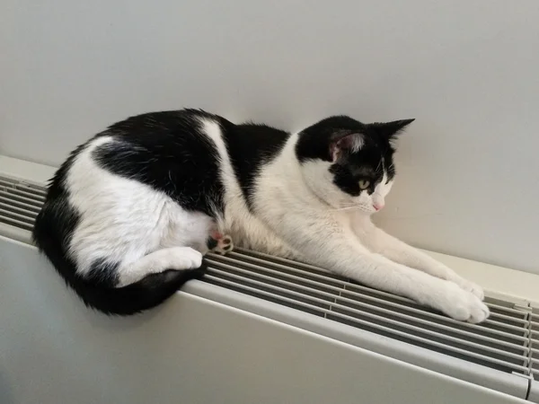 Siyah Beyaz Tekir Kedi Sıcak Bir Radyatör Üzerinde Rahatlatıcı — Stok fotoğraf